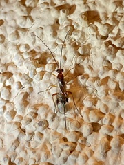 Orgilinae