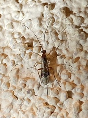 Orgilinae