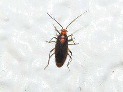 Prepops rubrovittatus