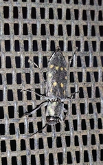 Melanophila consputa