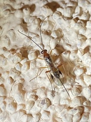 Orgilinae