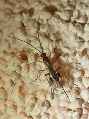 Orgilinae
