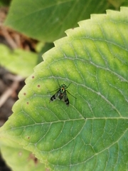 Condylostylus occidentalis