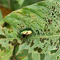 Callistethus auronitens