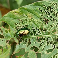 Callistethus auronitens