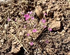 Navarretia linearifolia pinnatisecta
