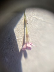 Navarretia linearifolia pinnatisecta
