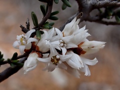 Cryptandra magniflora