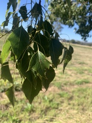 Brachychiton populneus populneus