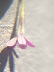 Navarretia linearifolia pinnatisecta