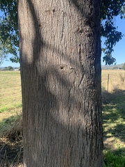 Brachychiton populneus populneus