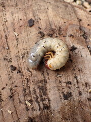 Adoryphorus coulonii