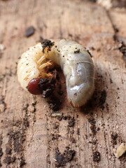 Adoryphorus coulonii