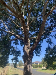 Brachychiton populneus populneus