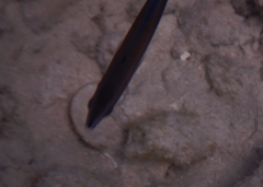 Halichoeres melanurus