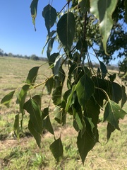 Brachychiton populneus populneus