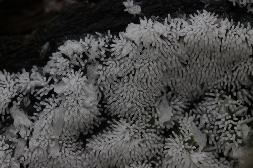 Šakotasis gleivukas nuotrauka