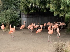 Phoenicopteriformes