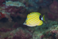 Chaetodon fremblii