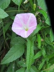 Calystegia pubescens