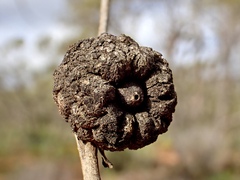 Apiomorpha strombylosa