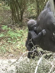 Gorilla gorilla