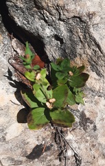 Spigelia hedyotidea