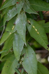 Neolasioptera vernoniae