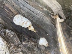 Spongiporus leucospongia