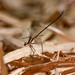 Allopodagrion contortum - Photo (c) rick_costa, some rights reserved (CC BY-NC), uploaded by rick_costa