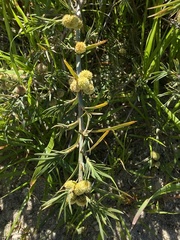 Acanthocarpus preissii