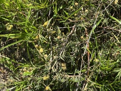 Acanthocarpus preissii