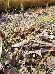 Thelymitra matthewsii