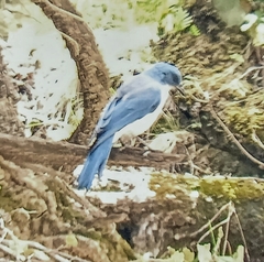 Aphelocoma wollweberi