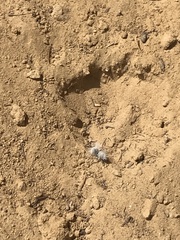 Dasymutilla pseudopappus