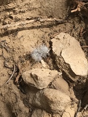 Dasymutilla pseudopappus