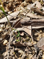 Thelymitra matthewsii