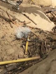 Dasymutilla pseudopappus