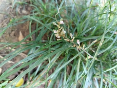 Ophiopogoneae