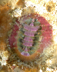 Placiphorella velata