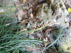 Ophiopogoneae