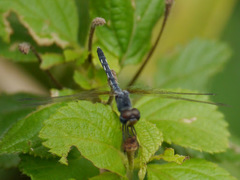 Diplacodes deminuta