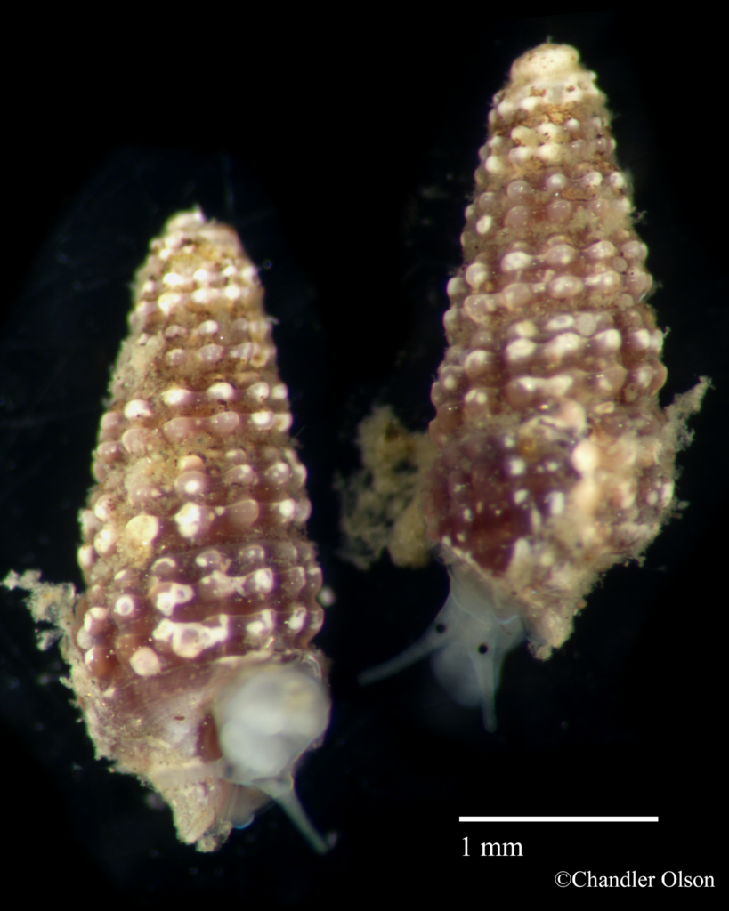 Cerithiopsina