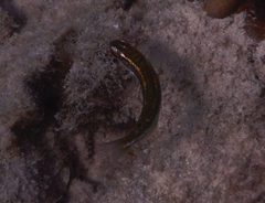 Halichoeres melanurus