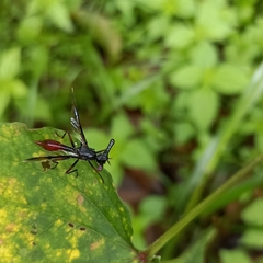 Pseudopelmatops
