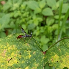 Pseudopelmatops