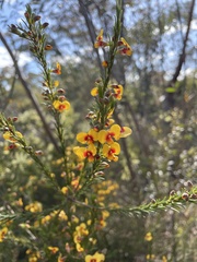 Dillwynia elegans