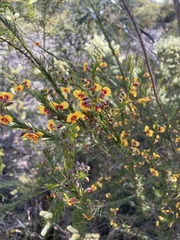 Dillwynia elegans