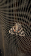 Catocala nupta