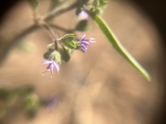 Trichostema simulatum